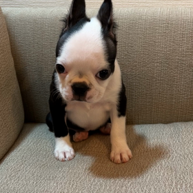 ボストンテリアのペペさん12日目：初雷とクセ耳の画像