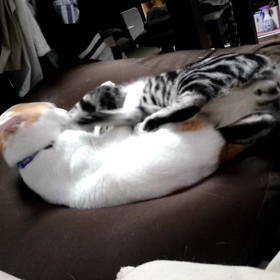 あぁ、だるい。の画像