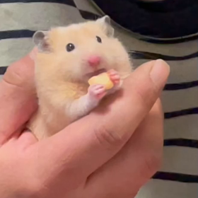 かわいいの画像