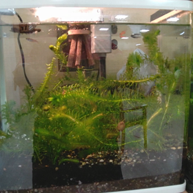 メダカハウスの画像