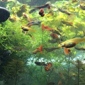 日記、2018/02/13。「リワーク（Return to Work）」体験1日目とタイムラプスの画像