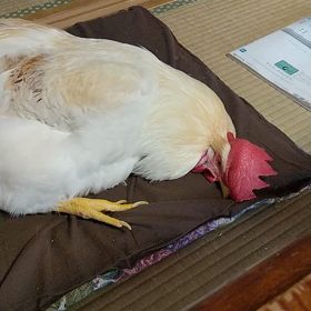 にわとりのお昼寝。の画像