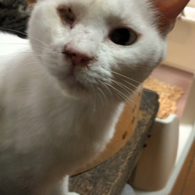 さくら活発の画像