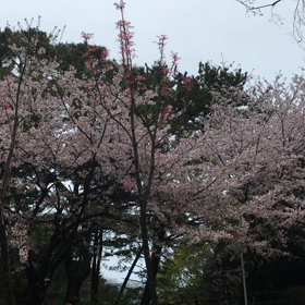 花吹雪の動画の画像