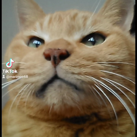 お帰りﾆｬﾝｽﾞ❤️の画像