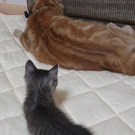 7/11仲良し作戦！？の画像