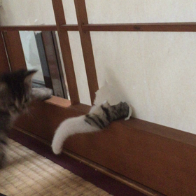 【動画】障子から手が･･･の続き(^_^;)の画像