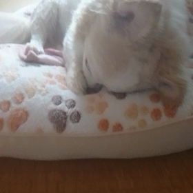 お～火星の画像