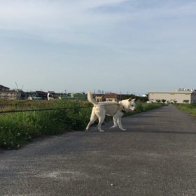 今日のコロの画像