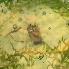 ミナミヌマエビ、実家に戻るの画像