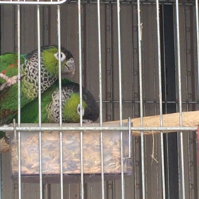 イワウロコインコの画像