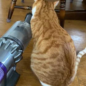 ニャンズLOVE♡掃除機で吸われたいの画像