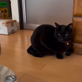 珈琲と猫とオヤツの時間の画像