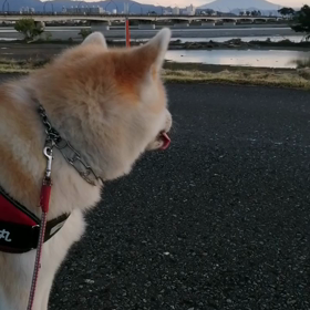 天気予報によるとしばらくは秋晴れの日が続くって‼️今朝も安倍川の土手へ。まずはゴロ寝。「よく休んの画像
