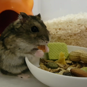 햄스터♥딸기 뇸뇸の画像