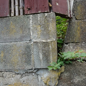 ヘビさんの画像