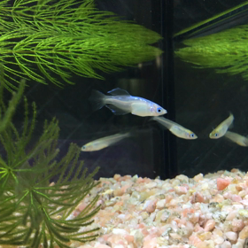 日曜日のななめちゃんの画像