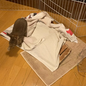 ジャンプジャンプの画像