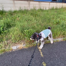 適温20℃！夕散歩の画像