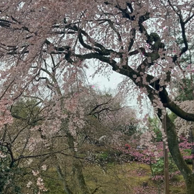 天龍寺　枝垂れ桜の画像