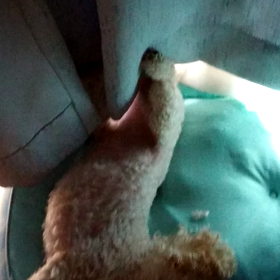 暑い～眠い～..zzZZの画像