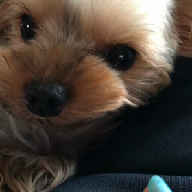 気が強いクリの画像