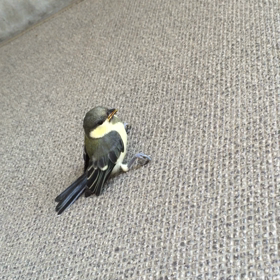 窓に衝突する鳥たちの画像