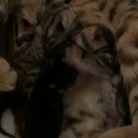 おっぱい争奪戦の画像