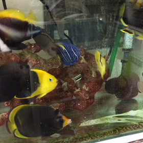 ６０cm水槽立ち上げてからもうすぐ２ヶ月の画像