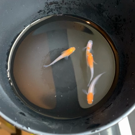 飼育１ヶ月経過の画像