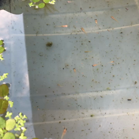 スコールの日々の画像