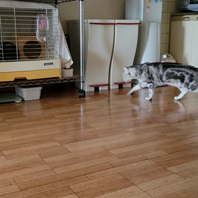 放浪者の画像