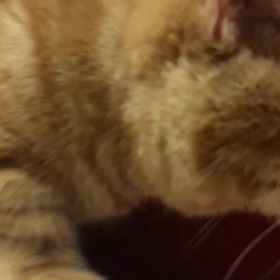 携帯の機種変更と色々～の画像