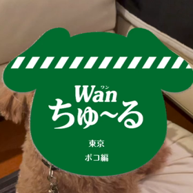 ポコさんもチュール♫の画像