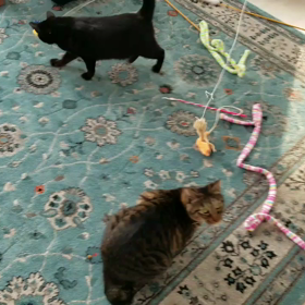 ニャンニャンの１日♪の画像