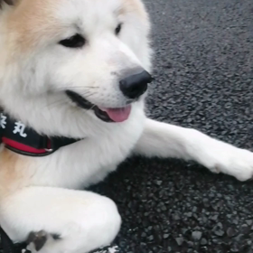 昨日は皆さんに可愛いがってもらって大満足の未来丸。今朝も元気にお散歩しました。最近では珍しく少しの画像