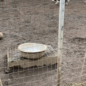 子犬と両親の画像