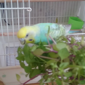 ひたすらハコベを食べる動画の画像