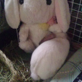 動画とってみた4の画像