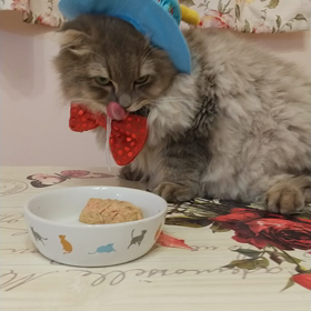 猫のお誕生日の続きの画像