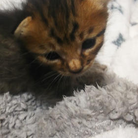 生後17日目の画像