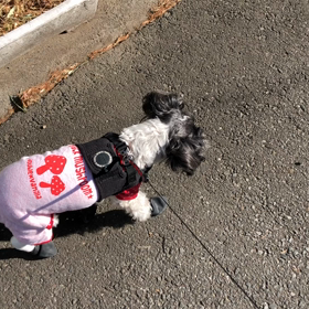 今日のuzullaさん！の画像