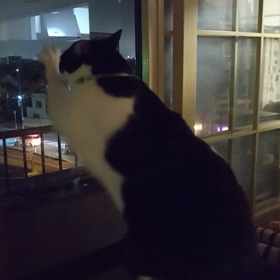 カリカリカリカリ♪♪♪♪シオンには何が見えるの？の画像