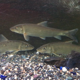 明日から通常業務❗️の画像