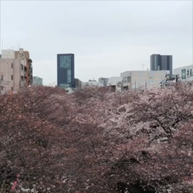 中目黒のさくらの画像