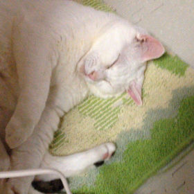 邪魔されて気分をわるくするらたさんの画像