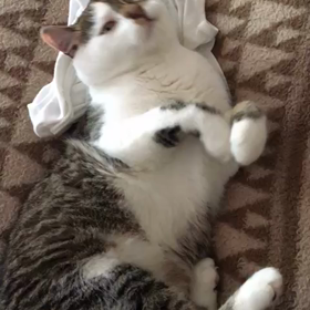 最近のうちの猫／今日はミルクキャラメルの日の画像