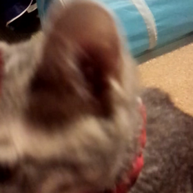 食いしん坊の秘技。の画像