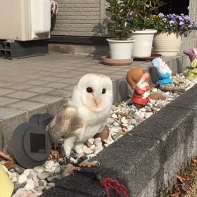 メンフクロウの調教の画像