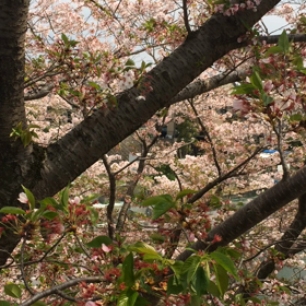 桜ちる、鳥がぴちぴち。の画像
